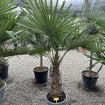 Palma konopná (Trachycarpus fortunei) - celková výška 120-140 cm, výška kmeňa 30-40 cm, kont. C20L (-17°C)